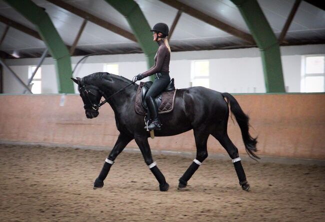 Dressursattel Monoblatt SeaBis schwarz 17, Seabis  Carona, Nadine Zgr, Dressage Saddle, Toppenstedt, Image 5