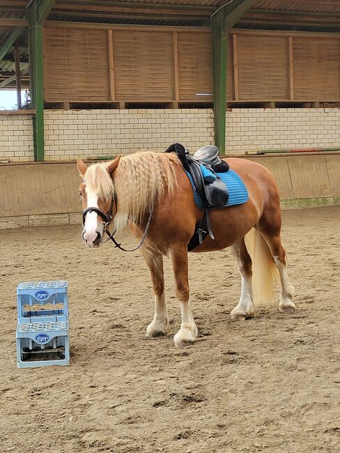 Dressursattel Passier GG Extra 17,5" KW 35, Passier  GG Extra , Claudia , Dressage Saddle, Hüllhorst, Image 5