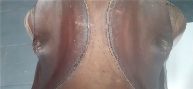 Dressursattel, Röösli, Brechbühl, Dressage Saddle, Udligenswil, Image 6