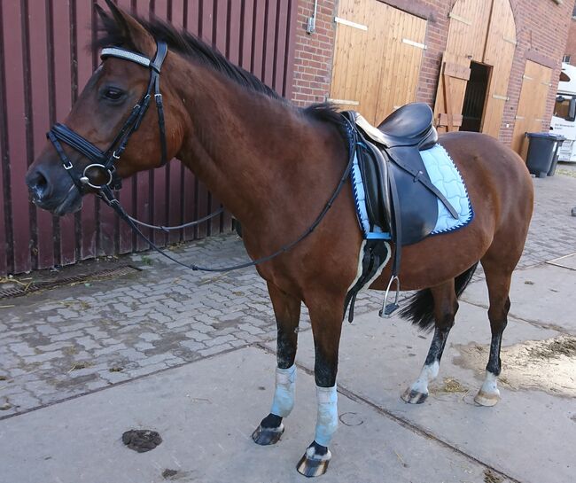 Dressursattel Stübben 17", Stübben, Janina Beilfuß, Dressage Saddle, Ahrensbök, Image 8