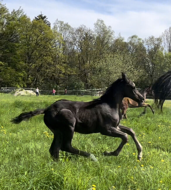 Dressurfohlen Hengst Rappe, Jessica Wiemer, Horses For Sale, Flöha, Image 2