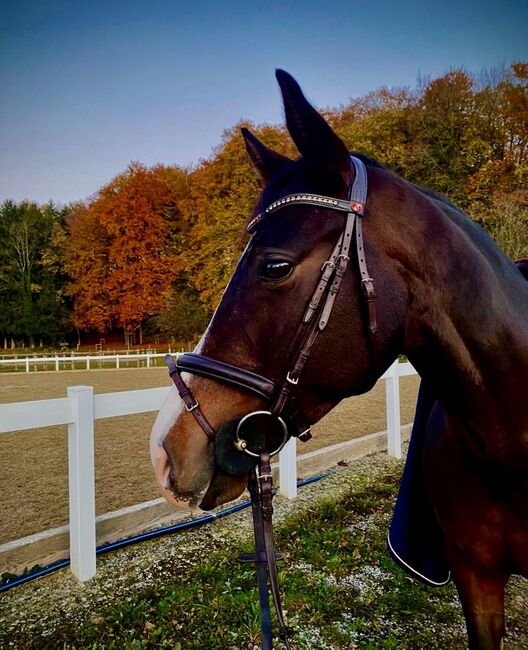 #dressage #showjumping, WOW Pferd  (WOW Pferd), Horses For Sale, Bayern - Attenkirchen, Image 5