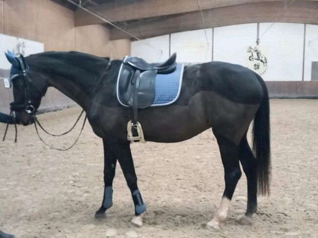 Dressurset, Showmaster, N.Enderle, Dressage Pads, Beckingen