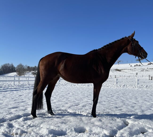 Dressurnachwuchs Stute aus Fürstenball x Stedinger x Rohdiamant, Post-Your-Horse.com, Horses For Sale, Rafelguaraf, Image 3