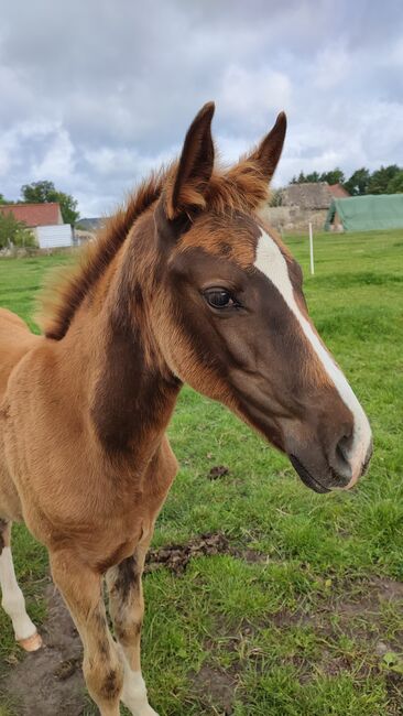 Dressur Stutfohlen Dunkelfuchs, Daniela, Horses For Sale, Oebisfelde, Image 6