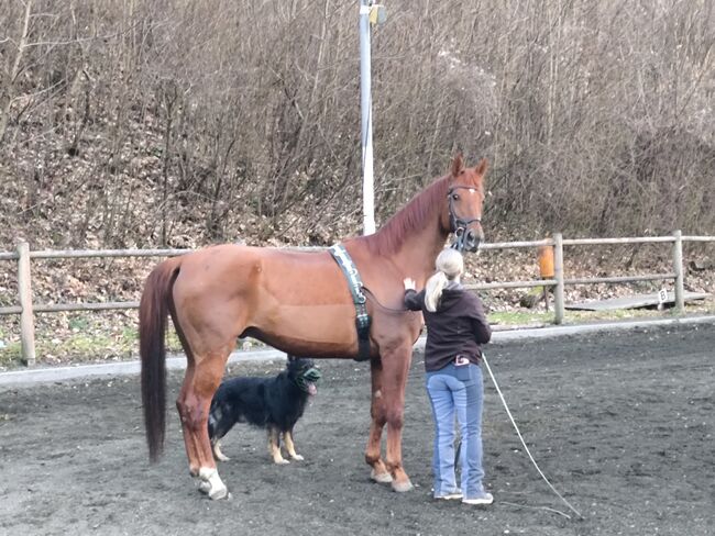 Dressurpferd Hannoveraner Wallach, Tanja Kasper , Horses For Sale, Breitenfurt bei Wien