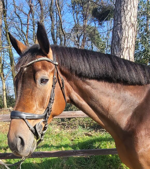 Dressuurpferd, Carlson, Horses For Sale, winterswijk Kotten, Image 2
