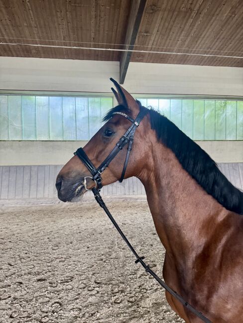 Dressurpferd mit Doppelveranlagung, Julia Loher, Horses For Sale, Straubing, Image 2