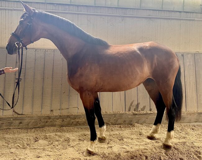 Dressurpferd mit Doppelveranlagung, Julia Loher, Horses For Sale, Straubing
