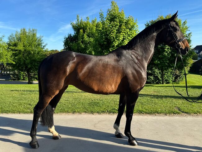 Dressurbetonte Zuchtstute, Saskia, Horses For Sale, Schmallenberg