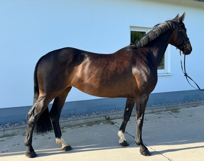 Dressurbetonte Zuchtstute, Saskia, Horses For Sale, Schmallenberg, Image 3