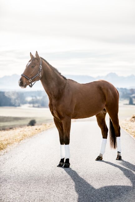 Dressursattel 17,5 Zoll Letek/ Tekna ähnlich wie Wintec/ Ikonic, Letek , Mela ie, Dressage Saddle, Ranshofen, Image 3