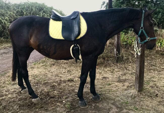 Dressursattel Höpfner Ahlerich 17-17,5", Höpfner  Ahlerich , Sandra , Dressage Saddle, Salzatal