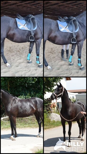 Dressurtalent mit Charme und Perspektive, Kerstin Rehbehn (Pferdemarketing Ost), Horses For Sale, Nienburg, Image 6
