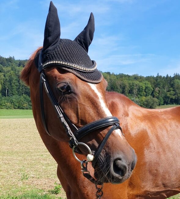 Dressurzaum, Ascot, Uschi, Nosebands, Widen