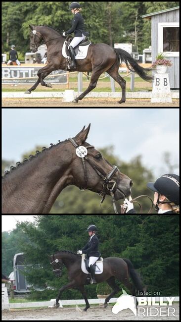 Amateurtauglicher, turniererfolgreicher Dressurnachwuchs der Extraklasse, Pamela, Horses For Sale, St. Pölten , Image 4