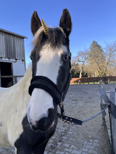 DRINGEND 12jährige Pintostute, Janina, Horses For Sale, Hagen