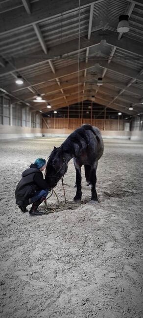 Dringend Zuhause gesucht, Katharina Lehmann (Pferdevermittlung Leus), Horses For Sale, Indersdorf