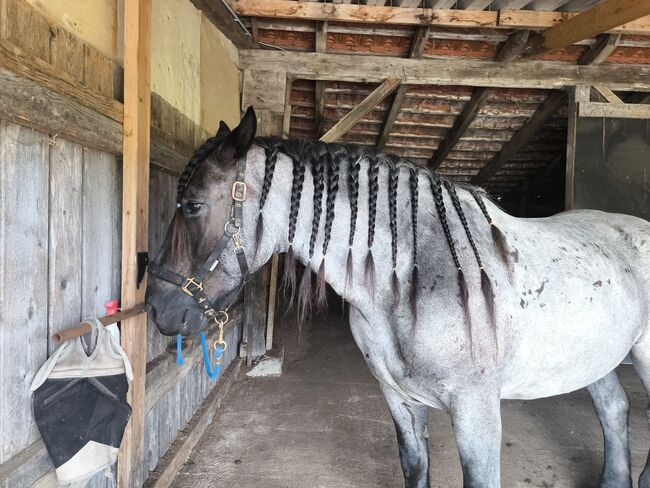 Dringend Zuhause gesucht, Katharina Lehmann (Pferdevermittlung Leus), Horses For Sale, Indersdorf, Image 2