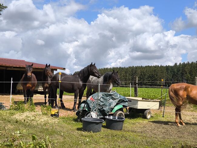 Dringend Zuhause gesucht, Katharina Lehmann (Pferdevermittlung Leus), Horses For Sale, Indersdorf, Image 3