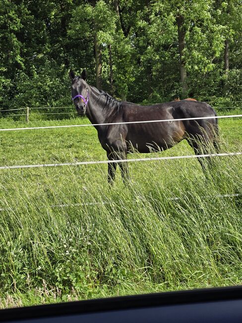 Dringend zuverkaufen 14 jährige Westfalenstute, Bianca Schröder , Horses For Sale, Sendenhorst , Image 2