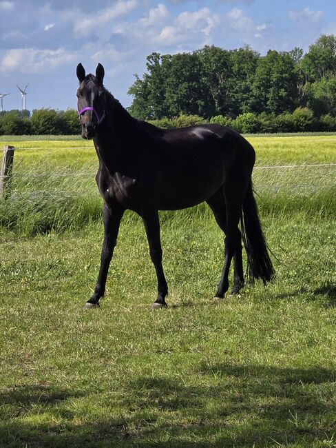 Dringend zuverkaufen 14 jährige Westfalenstute, Bianca Schröder , Horses For Sale, Sendenhorst 
