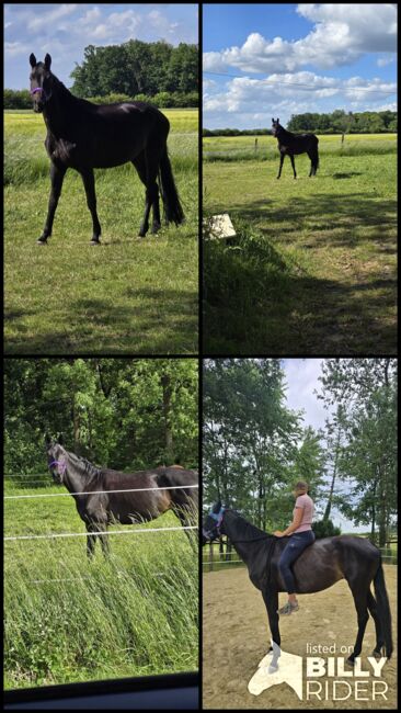 Dringend zuverkaufen 14 jährige Westfalenstute, Bianca Schröder , Horses For Sale, Sendenhorst , Image 5