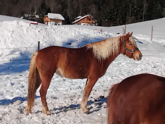 Feine Jungstute wird über 152 cm, C. LANNER, Konie na sprzedaż, Bad Aussee, Image 2