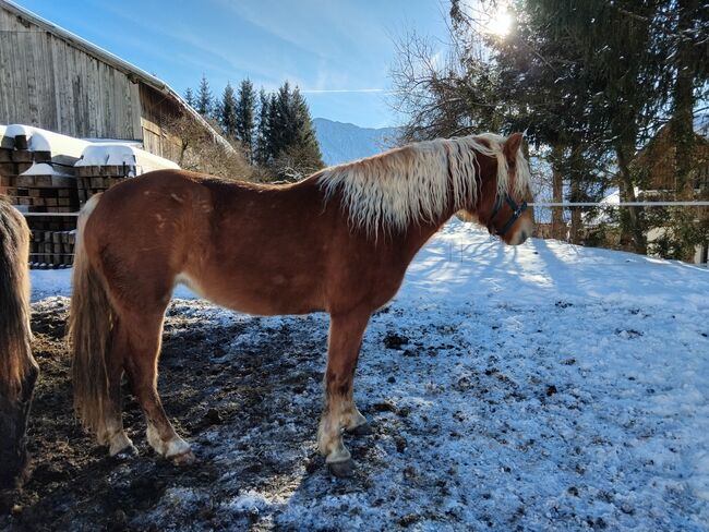 Feine Jungstute wird über 152 cm, C. LANNER, Konie na sprzedaż, Bad Aussee, Image 3