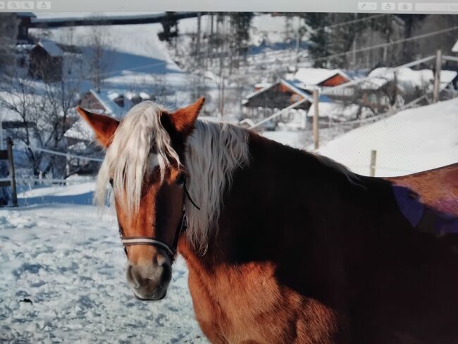 Feine Jungstute wird über 152 cm, C. LANNER, Konie na sprzedaż, Bad Aussee, Image 4