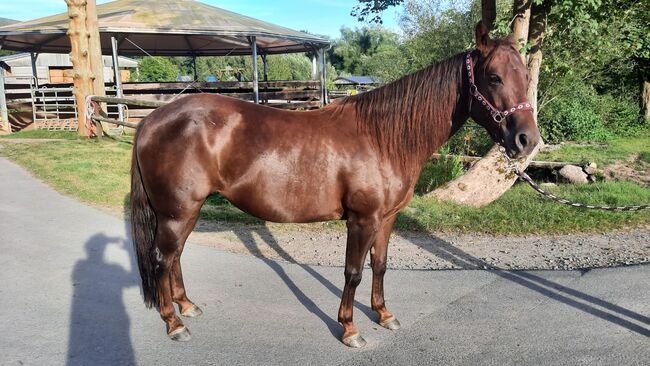 Zierliche, unerschrockene Quarter Horse Stute, Kerstin Rehbehn (Pferdemarketing Ost), Konie na sprzedaż, Nienburg, Image 2