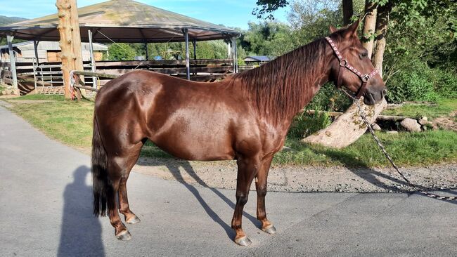 Zierliche, unerschrockene Quarter Horse Stute, Kerstin Rehbehn (Pferdemarketing Ost), Konie na sprzedaż, Nienburg, Image 5