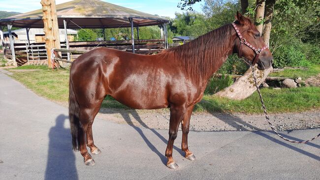 Zierliche, unerschrockene Quarter Horse Stute, Kerstin Rehbehn (Pferdemarketing Ost), Konie na sprzedaż, Nienburg, Image 3