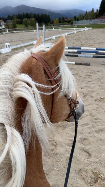 Traumhaflinger sucht Traumzuhause, Lisa Zechmann, Horses For Sale, Ramsau Am Dachstein, Image 5