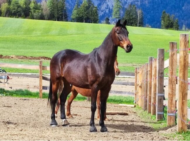 Traum in Braun sucht neuen Wirkungskreis, Verena Kaiser, Horses For Sale, Innsbruck