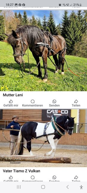 Traum von einer Norikerstute 4 Monate, Beate Eichinger , Horses For Sale, Schwarzenberg, Image 3