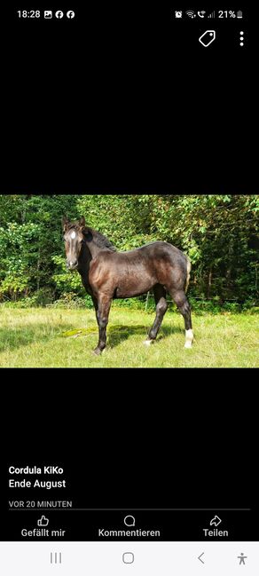 Traum von einer Norikerstute 4 Monate, Beate Eichinger , Horses For Sale, Schwarzenberg