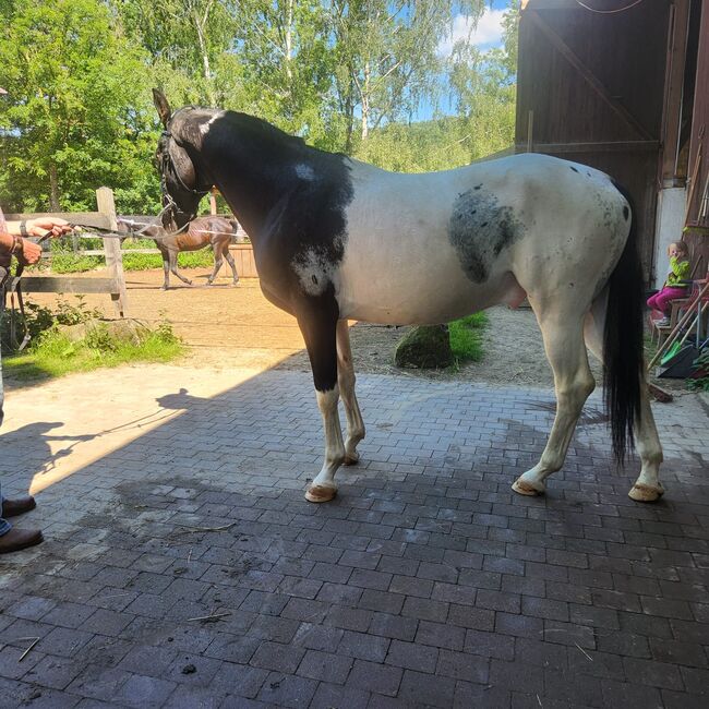 Traum Scheck Hengst, Anna, Horses For Sale, Homberg Efze 