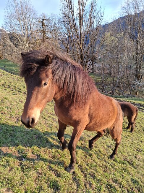 Traumpferd 5 Gänge, Stella, Horses For Sale, Kitzbühel , Image 3