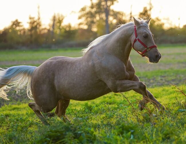 Traumpferd in Gold Palomino, Kerstin Rehbehn (Pferdemarketing Ost), Horses For Sale, Nienburg