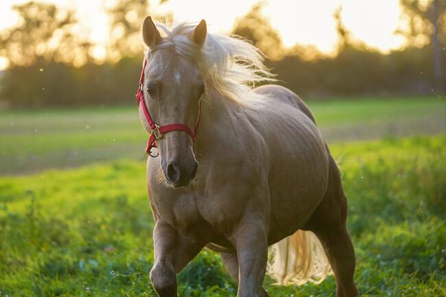 Traumpferd in Gold Palomino, Kerstin Rehbehn (Pferdemarketing Ost), Horses For Sale, Nienburg, Image 8