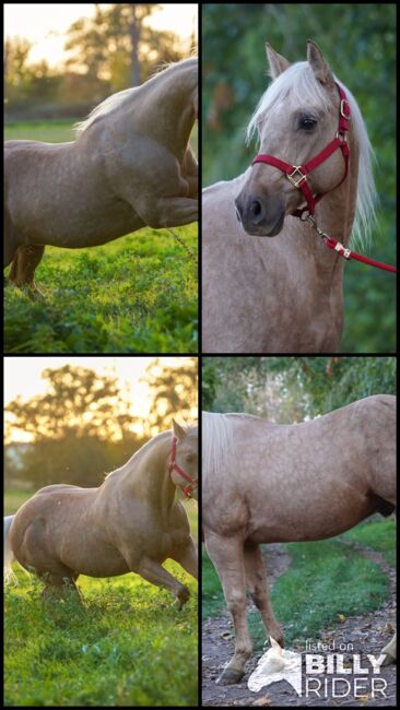 Traumpferd in Gold Palomino, Kerstin Rehbehn (Pferdemarketing Ost), Horses For Sale, Nienburg, Image 13