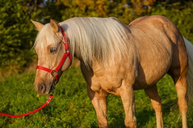 Traumpferd in Gold Palomino, Kerstin Rehbehn (Pferdemarketing Ost), Horses For Sale, Nienburg, Image 12