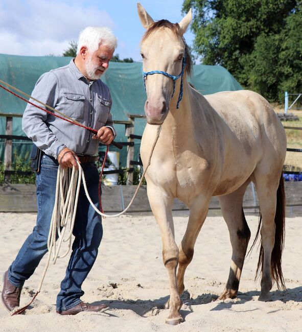 Traumpferd mit Herz und Farbe - Zeb sucht seinen Menschen, Kerstin Rehbehn (Pferdemarketing Ost), Horses For Sale, Nienburg, Image 17