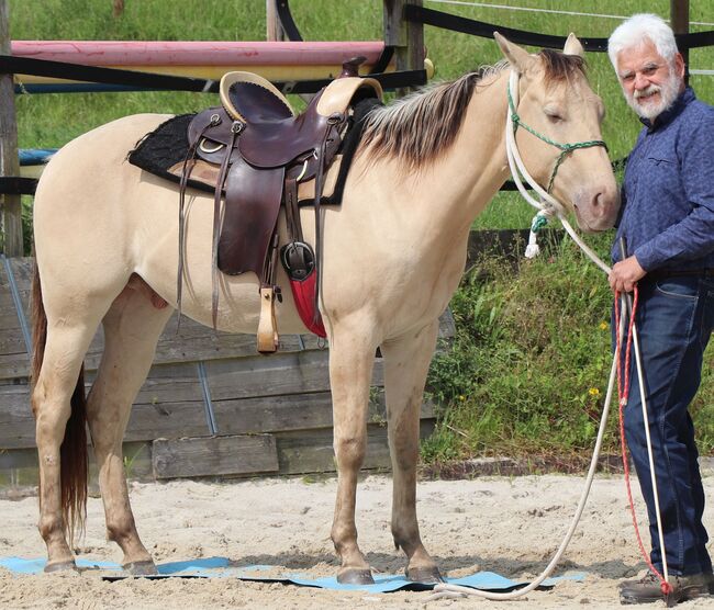 Traumpferd mit Herz und Farbe - Zeb sucht seinen Menschen, Kerstin Rehbehn (Pferdemarketing Ost), Horses For Sale, Nienburg, Image 11