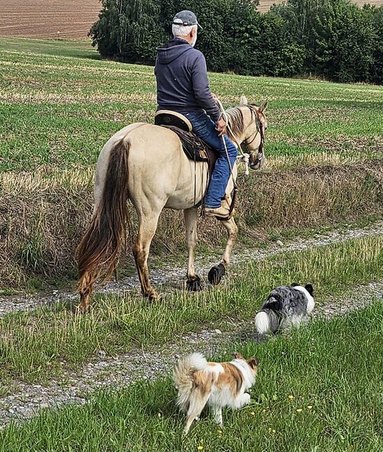 Traumpferd mit Herz und Farbe - Zeb sucht seinen Menschen, Kerstin Rehbehn (Pferdemarketing Ost), Horses For Sale, Nienburg, Image 18