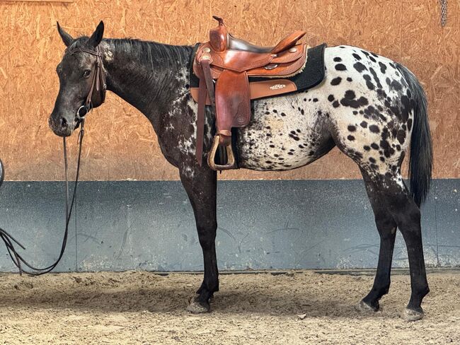 Traumpferd mit Punkten sucht Herzensmenschen, Kerstin Rehbehn (Pferdemarketing Ost), Horses For Sale, Nienburg