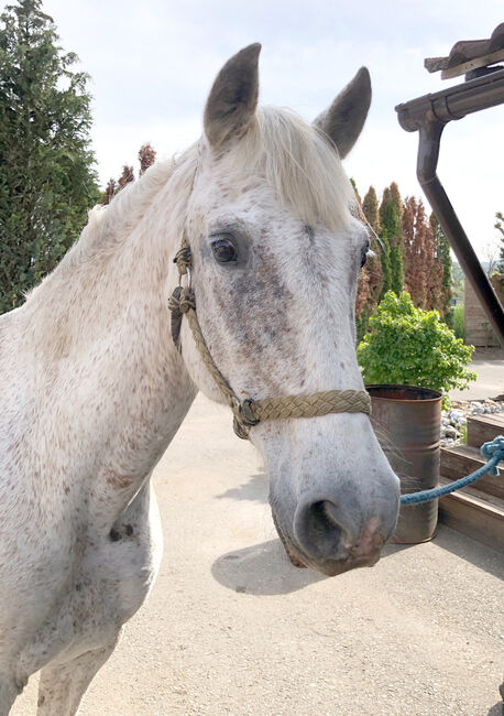 Traumpferd PRE, Mary, Horses For Sale, Lanzenkirchen, Image 3