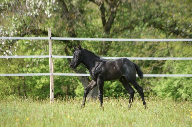 Traumhaftes blue roan Quarter Horse Hengstfohlen, Kerstin Rehbehn (Pferdemarketing Ost), Horses For Sale, Nienburg