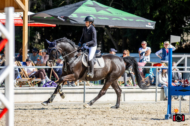 Traumhafter Westfalenwallach, Marion Drapela-Pasching , Horses For Sale, Margarethen am Moos, Image 3